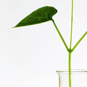 لوسیون آبرسان و تسکین دهنده آنوا